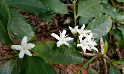 Peru Flowers