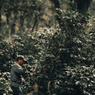 Mexico Altura Veracruz Natural2 1024x683